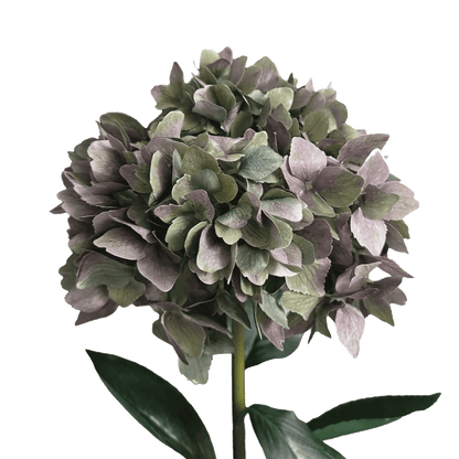 Horizon Hydrangea — Antique Green Plum