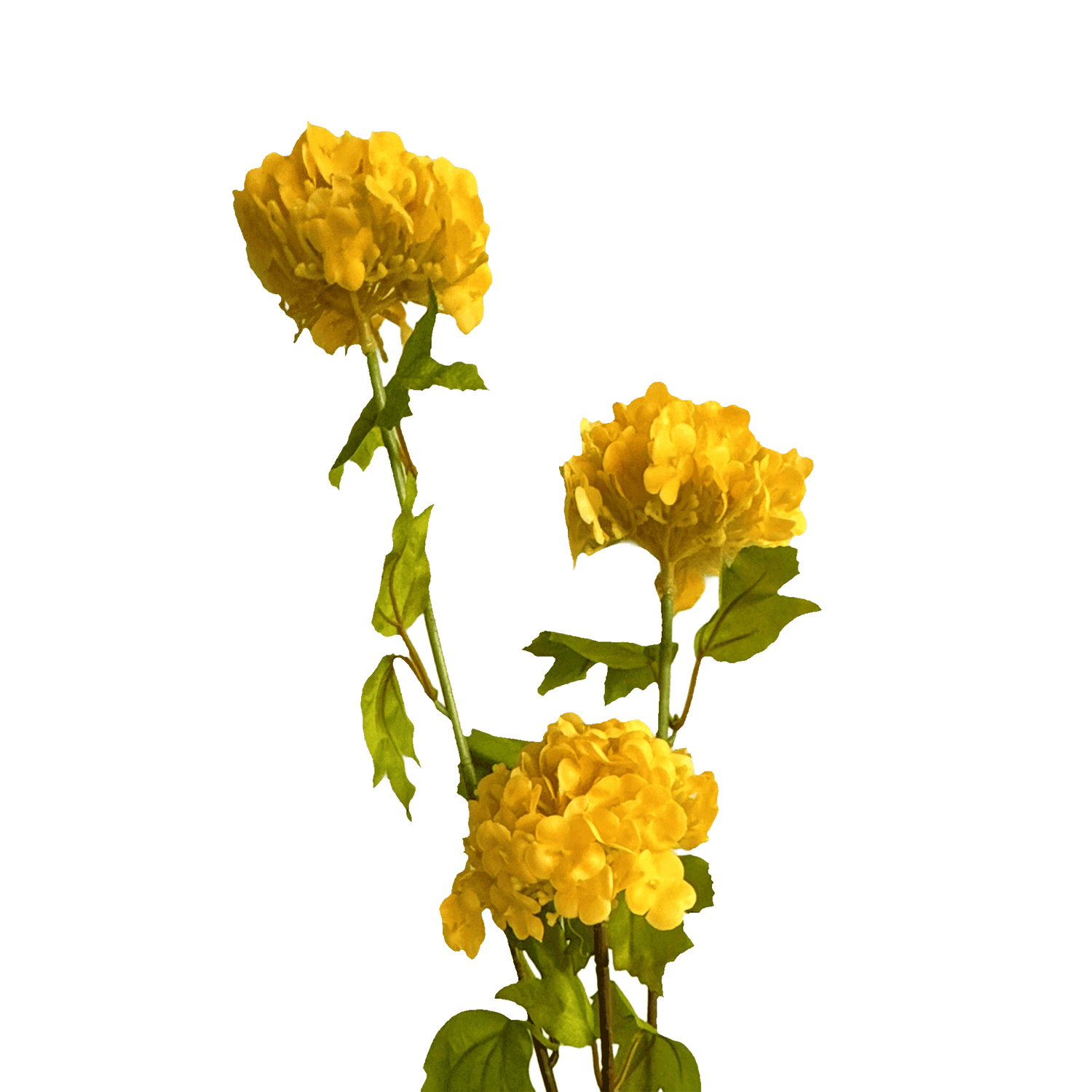 Hydrangea Tricluster Spray — Sunlit