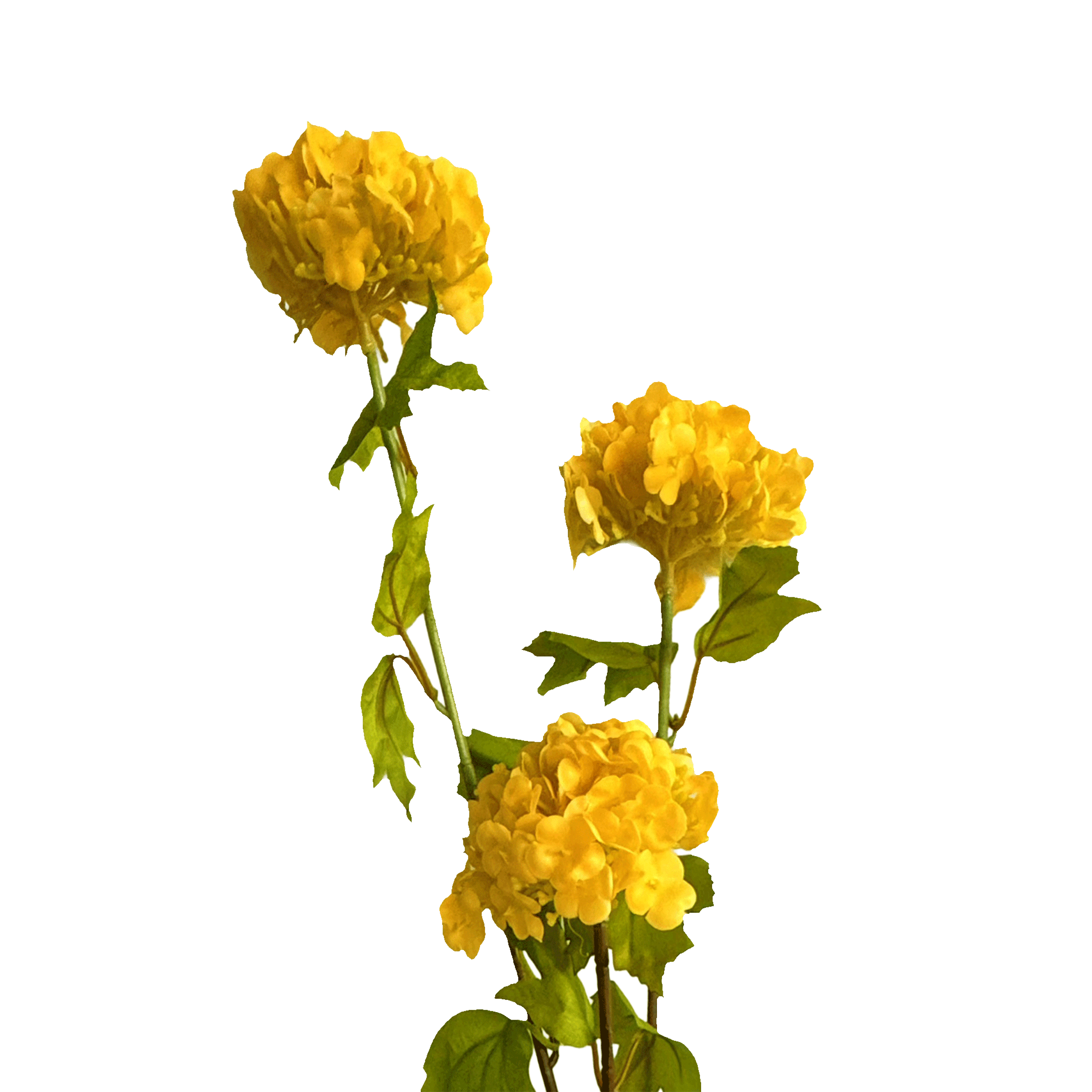 Hydrangea Tricluster Spray — Sunlit