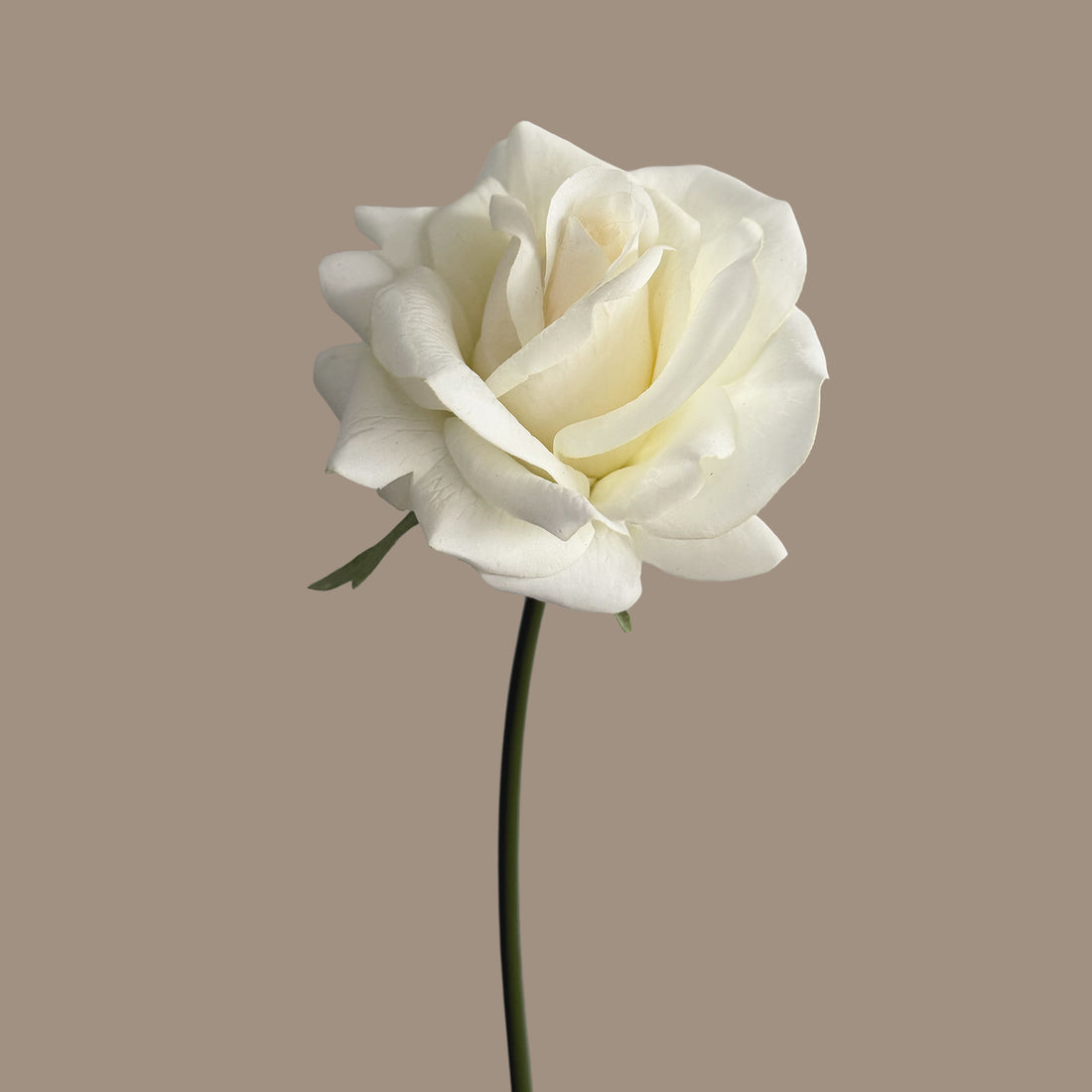 Leafless Rose — Cream White